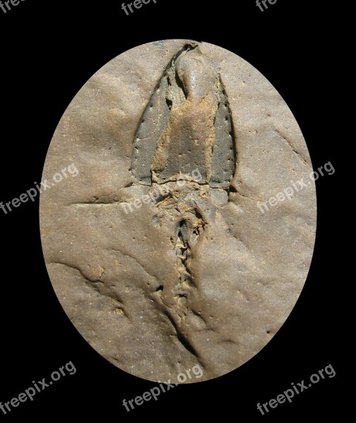 Nature Fossils Sagittacystis Prima Free Photos