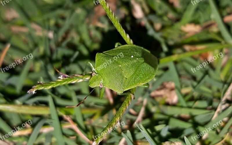 Bug Stink Bug Green Stink Bug Insect Flying Insect