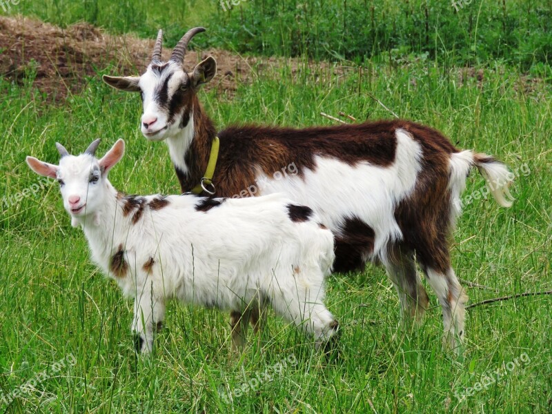 Goat Will Tauern Pinto Mother Kid