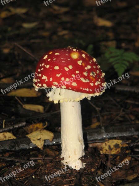 Fly Agaric Forest Floor Forest Autumn Mushroom