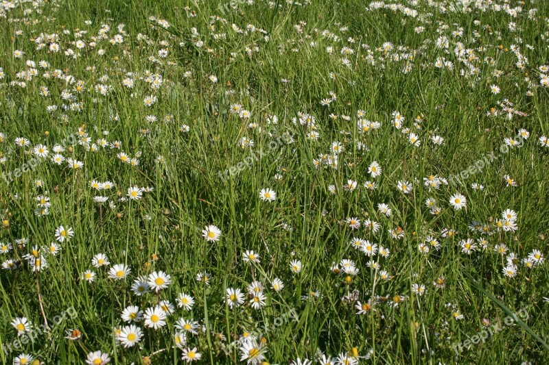 Daisies Meadow Summer Green Nature