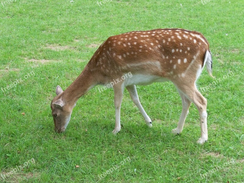 Roe Deer Nature Close Up Free Photos