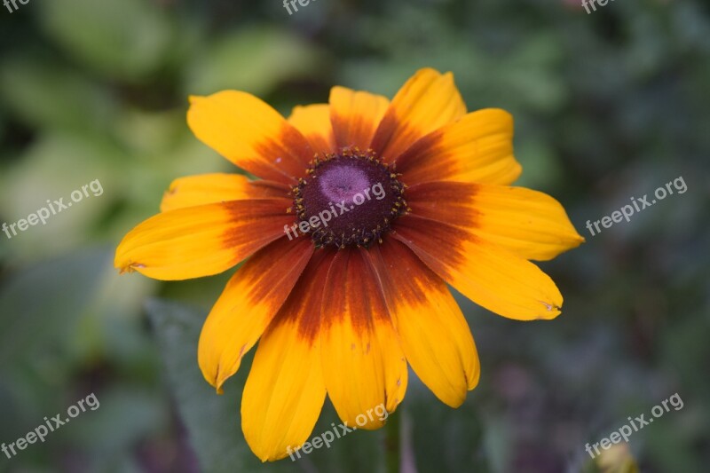 Flower Yellow Daisy Yellow Yellow Daisy Closeup