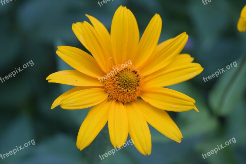 Flower Yellow Daisy Yellow Yellow Closeup Yellow Center