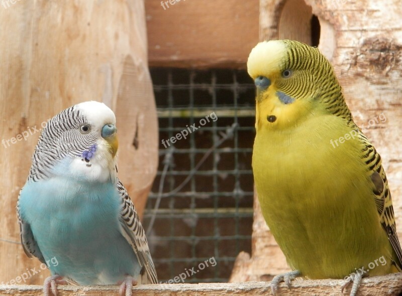 Parakeet Parrots Nature Animals Birds