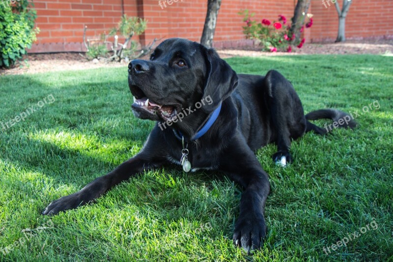 Samson Dog Newfoundland Saint Bernard Adorable