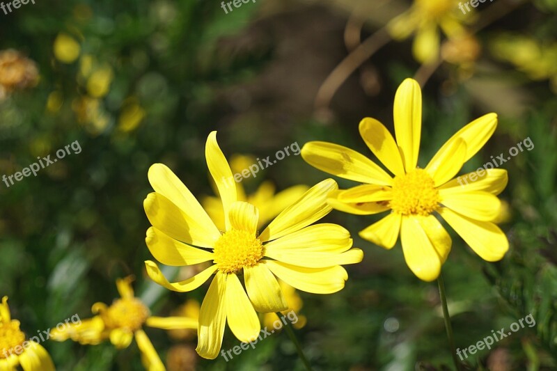 Yellow Flowers Flora Summer Flowering Nature