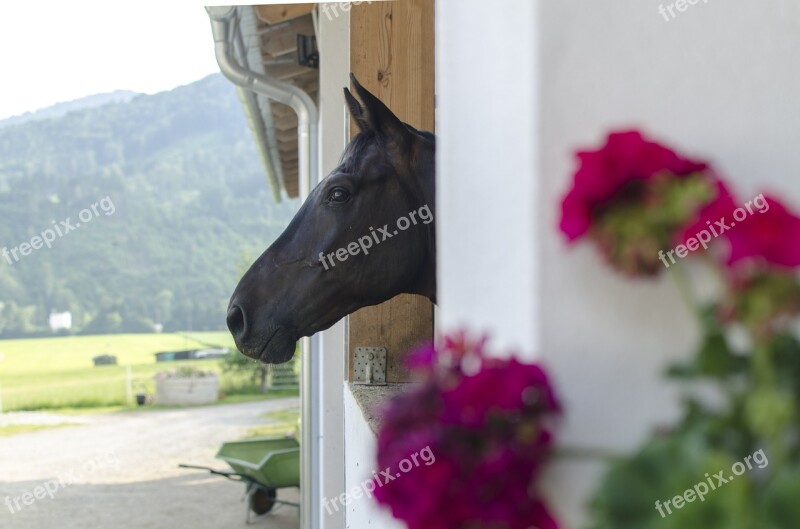 Horse A Snapshot The Head Of The Farm Stable