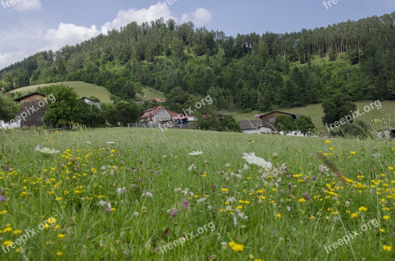 Zitoll Austria Meadow The Countryside Summer