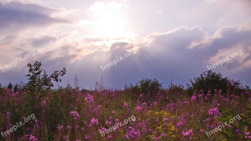 Meadow Sunset Flower Meadow Backlighting Nature