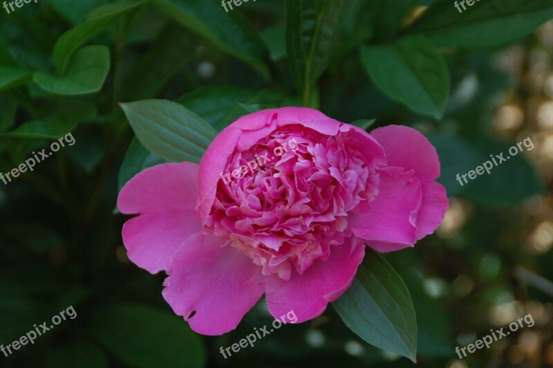 Peony Pink Flower Paeonia Spring