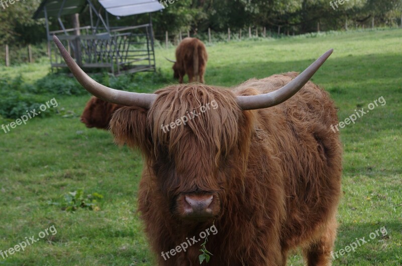 Highland Cattle Highland Cow Rind Grassland Green