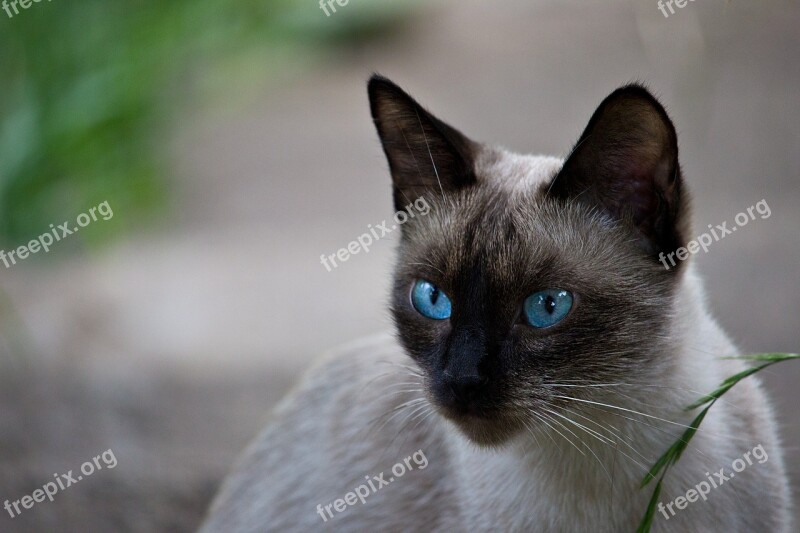 Thai Cat Siamese Cat Cat Breed Kitten Portrait