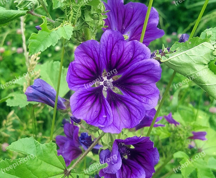 Flower Beautiful Nature Purple Black