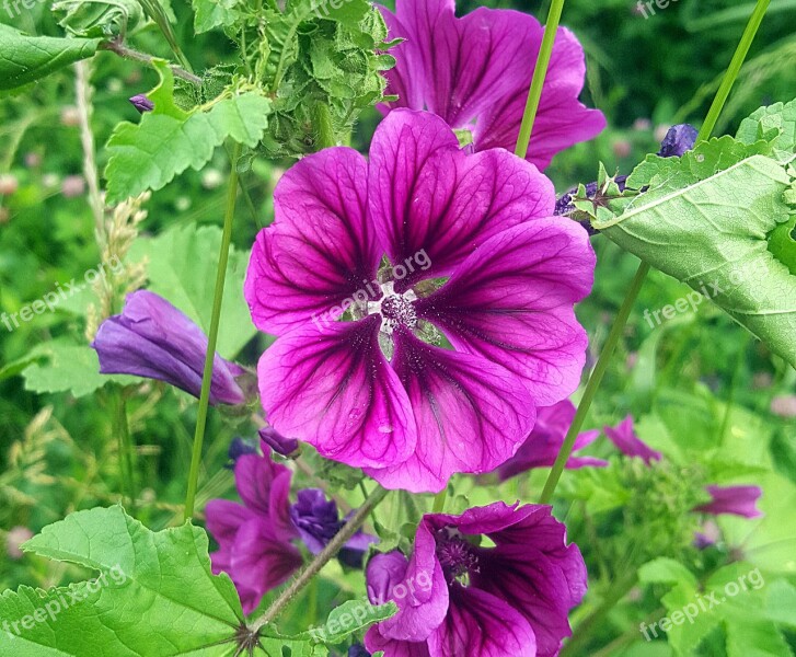 Flower Beautiful Nature Purple Black