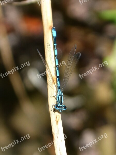 Dragonfly Blue Dragonfly Stem Pond Free Photos