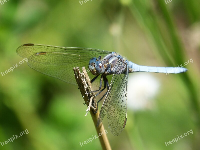 Dragonfly Blue Dragonfly Orthetrum Cancellatum Stem Pond