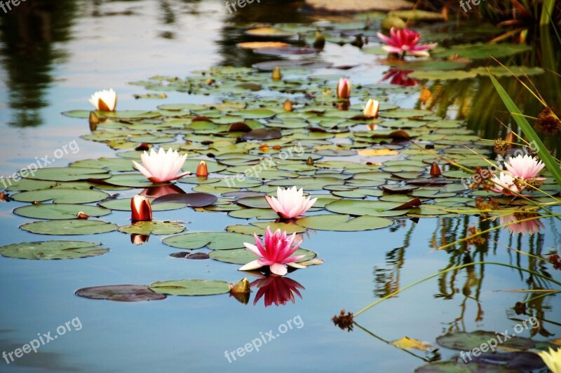 Lagoon Waterlily Water Flower Artificial Water Area