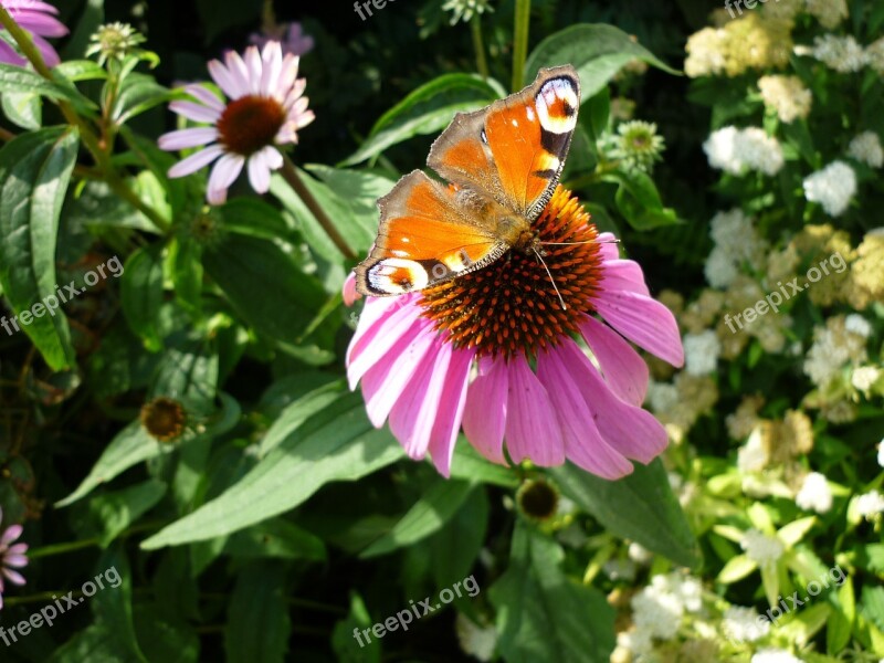 Peacock Butterfly Animal Free Photos