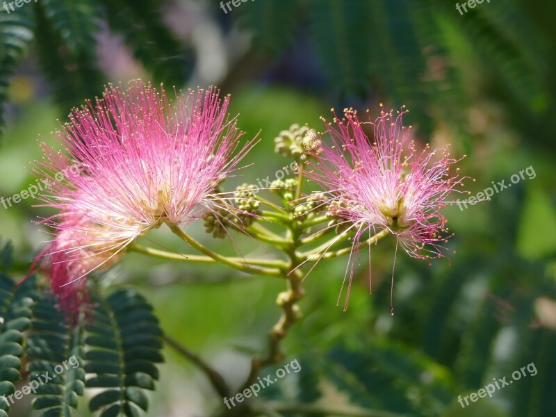 Flowers German Federal Horticultural Show Pink Free Photos