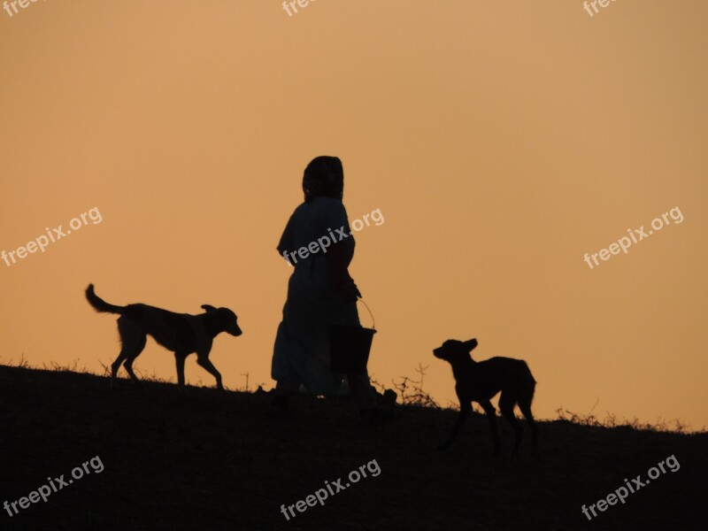 Sunset Dog Animals Prairie Dog Morocco