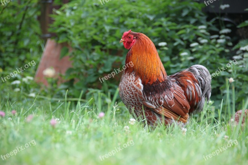 Hahn Wyandotte Chicken Farm Nature