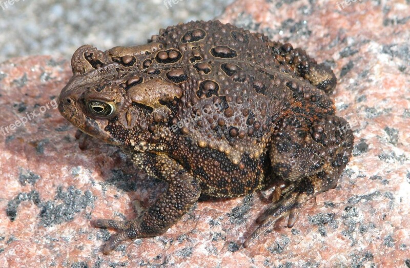 American Toad Anaxyrus Americanus Ontario Canada