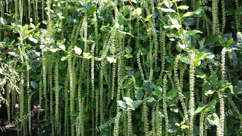 Blossom Bloom Flower Curtain Of Flowers Botanical Garden