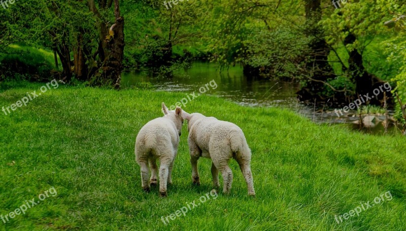 Lambs Sheep Friends Farm Grass