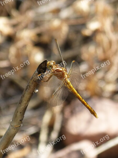 Dragonfly Golden Dragonfly Sympetrum Fonscolombii Branch Aquatic Environment