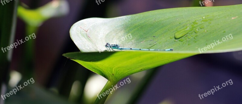 Dragonfly Insect Creature Pond Wand Dragonfly