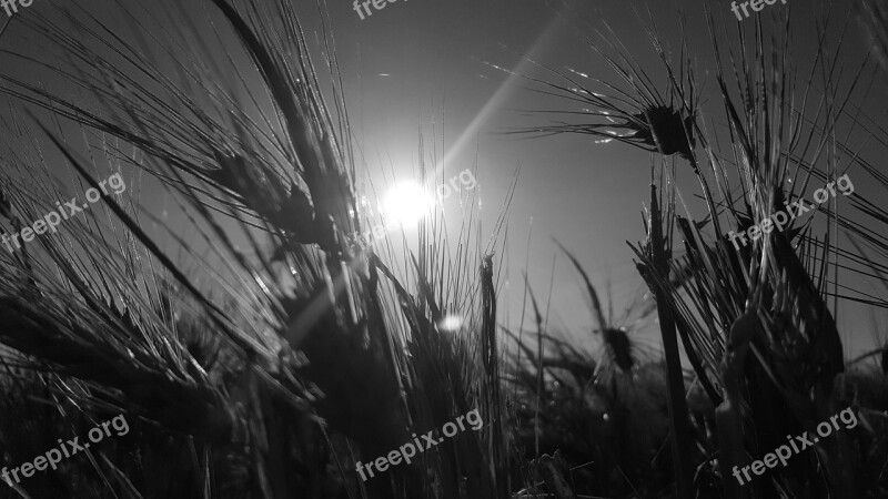 Black White Sun Wheat Spikes