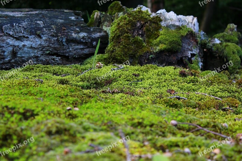 Moss Mossy Ground Nature Decoration