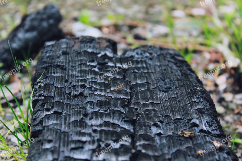 Campfire Burned Burnt Wood Firewood Structure