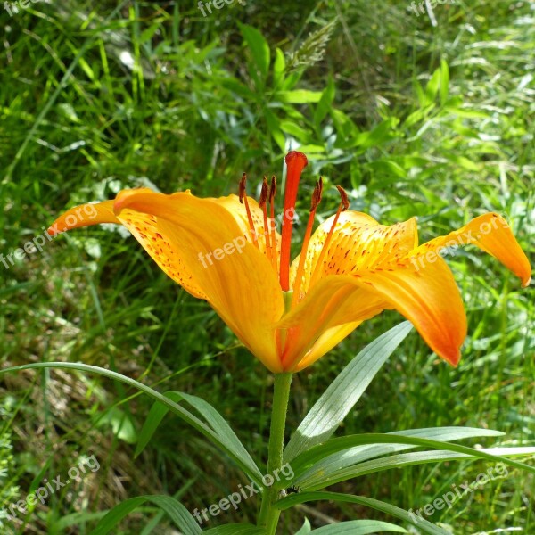 Flowers Nature Macro Wild Flowers Summer Flowers