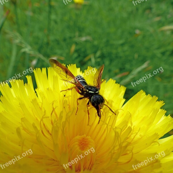 Insects Nature Macro Forage Flower