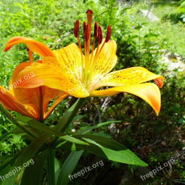 Flowers Flora Nature Macro Pistil