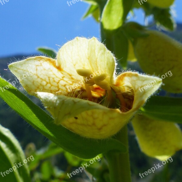 Flowers Nature Macro Summer Flowers Wild Flowers