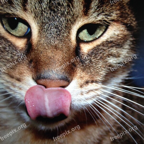 Cat Portrait Tiger Tongue Kitten