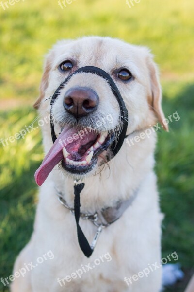 Labradoodle Dog Labrador Muzzle Haltie