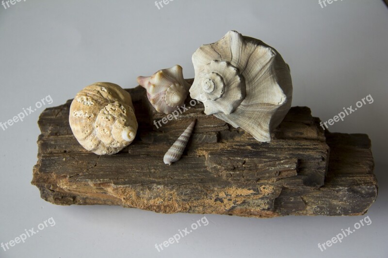 Seashells Conch Shell Marine Spiral