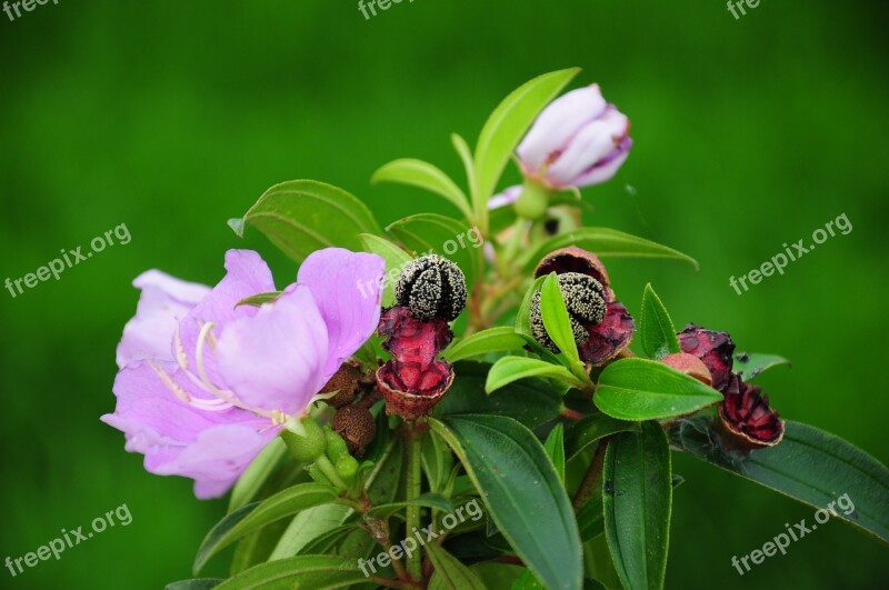 Melastoma Purple Flower Colorful Nature