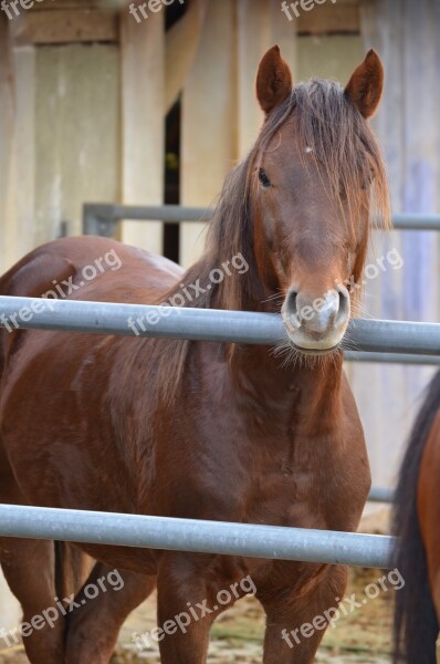 Brown Horse Stallion Deckhengst Stall Free Photos