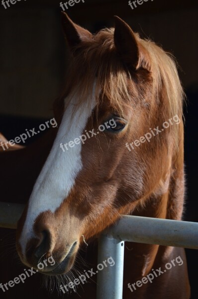 Horse Brown Horse Eyes Horse Head Brown