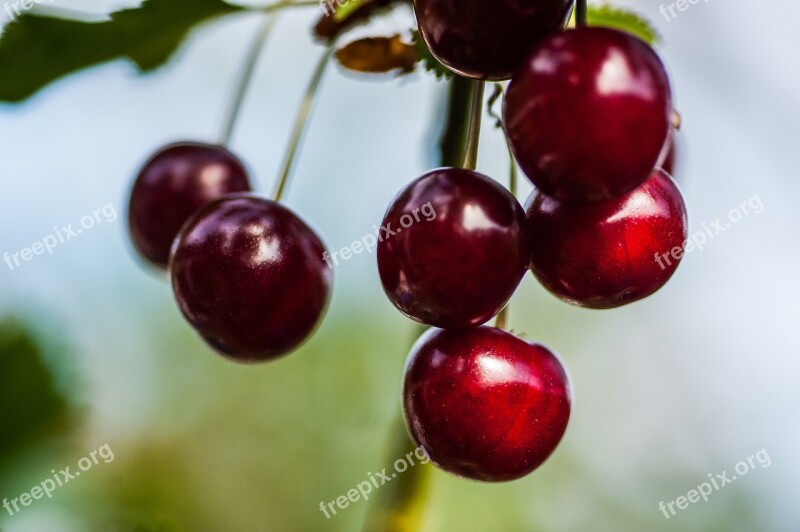 Cherry Close Up Fruit Red Black Food