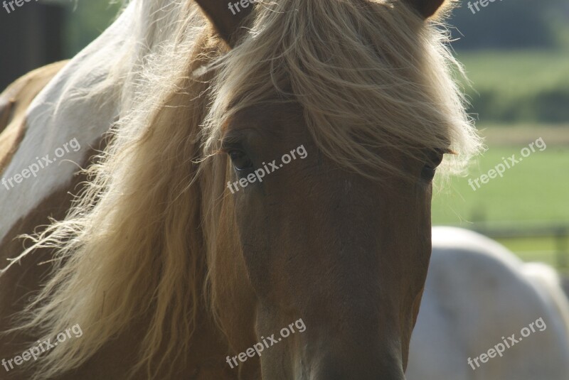 Horse Animal Equine Farm Brown