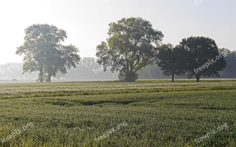 Early Extractor Münsterland Parklandschaft Cereal Fields Solitaire Trees