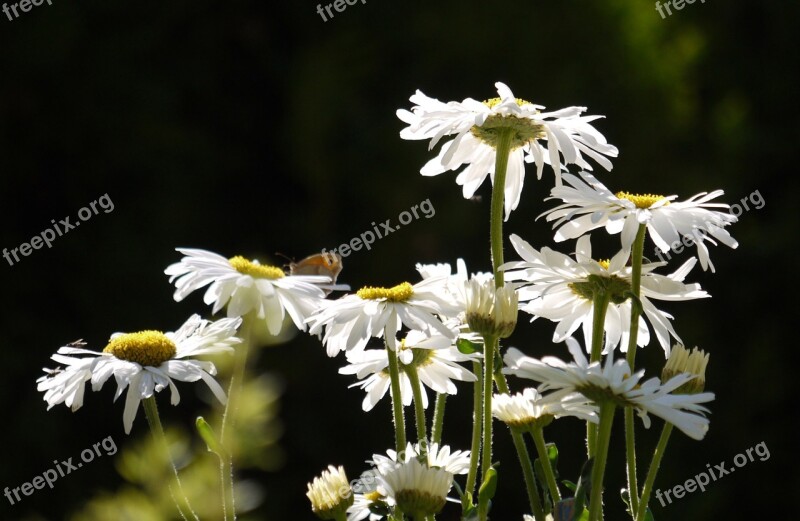 Daisies Butterfly Home Garden Backlighting Flowers