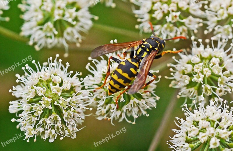 Wasp Wild Flowers Threads Stamp Stamens