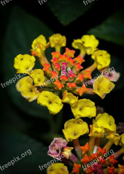 Lantane Lantana Blossom Bloom Mediterranean